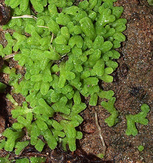 אילנות, 1-2020. צילום: © דרור מלמד