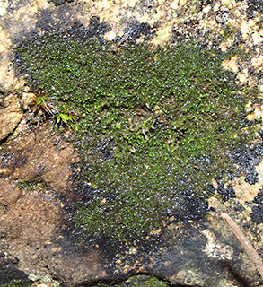 ליד בית ג'אן, 1-2020 צילום: © דרור מלמד