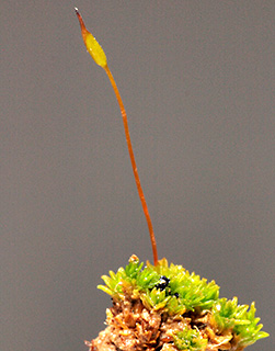 סמוך לצומת המובילה לנבי מוסא, 2-2020. צילום: © דרור מלמד