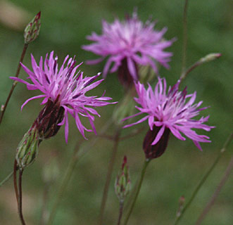 צילום: © עמיקם שוב