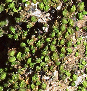 יער ברעם, 2-2020. צילום: © דרור מלמד