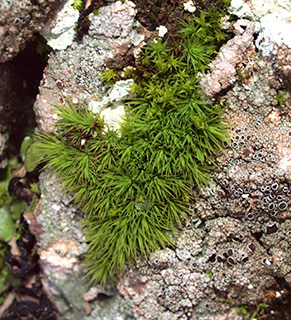 ליד מפל סער בגולן, 2-2020. צילום: © דרור מלמד