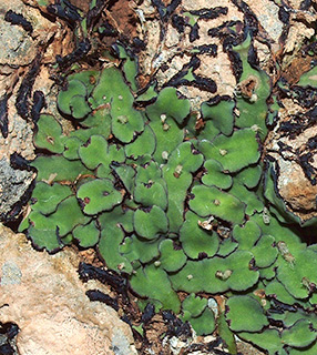 נחל עמוד תחתון, 3-2020. צילום: © דרור מלמד