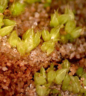 אילנות מערב, 1-2020. צילום: © דרור מלמד