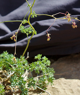 הר רמון, 3-2020. צילום: © איתן שפירא