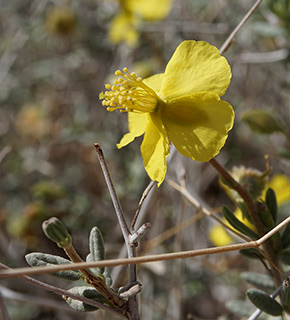 צילום: © יובל עברון 