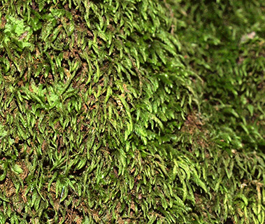 בניאס, 3-2020. צילום: © דרור מלמד