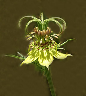 דרום הגולן, 5-2020. צילום: © עירית צוק קובצ'י 