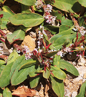 טלטל-חרמון, 5-2020. צילום: © איתן שפירא