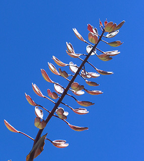 רכבל עליון חרמון, 6-2020. צילום: © איתן שפירא