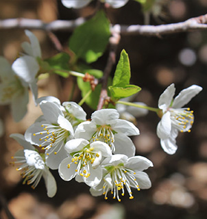 חרמון , 6-2020. צילום: © איתן שפירא