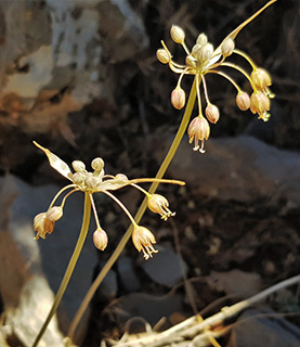 חרמון - מצפה שלגים, 6-2021. צילום: © איתן שפירא