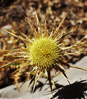 סיבוב בושרי - חרמון, 8-2020. צילום: © איתן שפירא