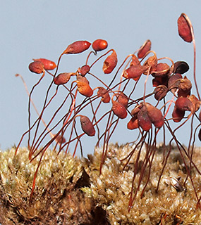 מחצבות אודם בגולן, 6-2020. צילום: © דרור מלמד