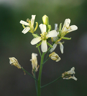 הגן של אילן טל כפר יהשע , 12-2020. צילום: © שרה גולד