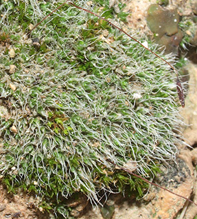 במדרונות עין קלט -מדבר יהודה, 12-2020. צילום: © דרור מלמד