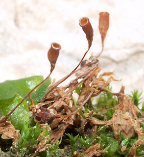 ואדי קאלט, 12-2020. צילום: © דרור מלמד