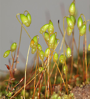 אילנות, 1-2021. צילום: © דרור מלמד