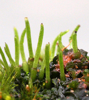 אילנות, 1-2021. צילום: © דרור מלמד