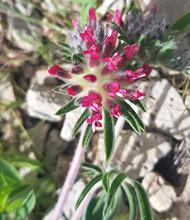 חברון , 3-2021. צילום: © איתן שפירא