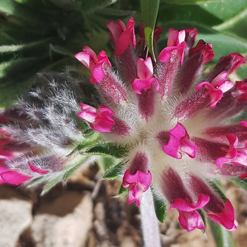תקריב לתפרחת. צילום: איתן שפירא