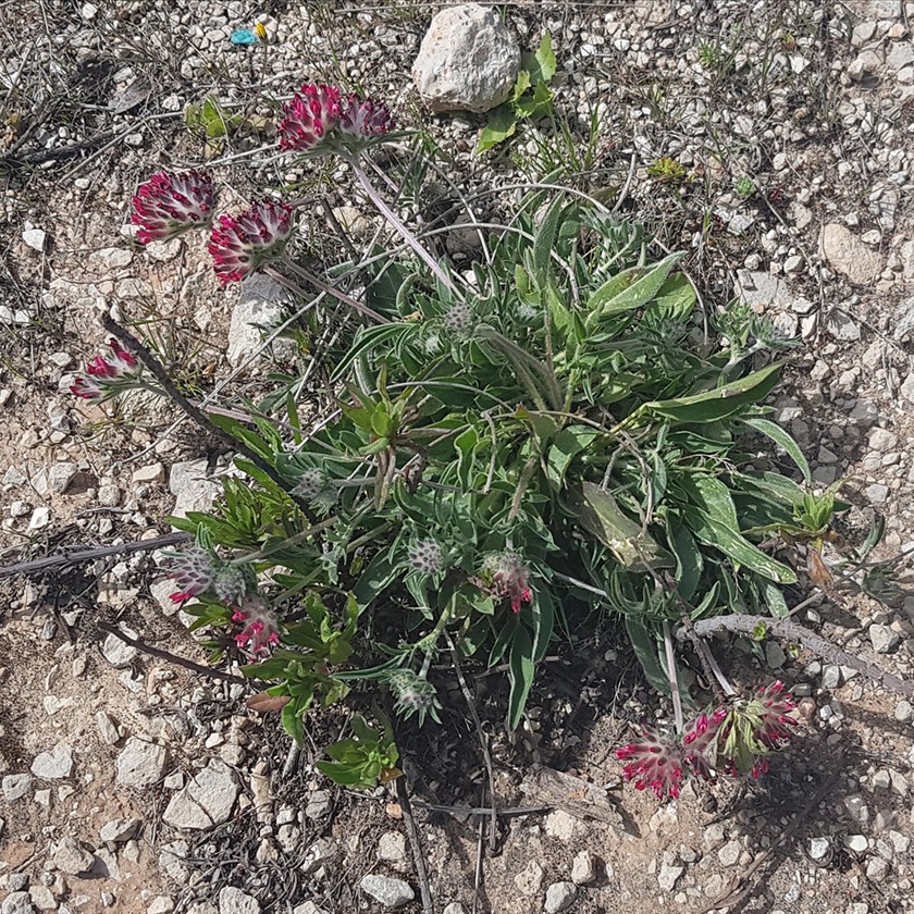 מראה כללי. צילום: איתן שפירא