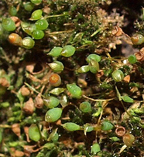 שביל הפיסגה מירון , 3-2021. צילום: © דרור מלמד