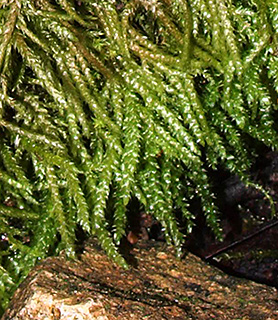 נחל ראש פינה, 4-2019. צילום: © דרור מלמד