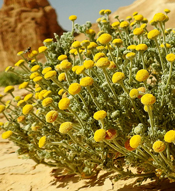 נחל פראן, 5-2020. צילום: © מורי חן