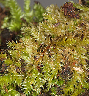 מפל התנור , 4-2019. צילום: © דרור מלמד