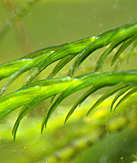 נחל דן, 4-2021. צילום: © דרור מלמד