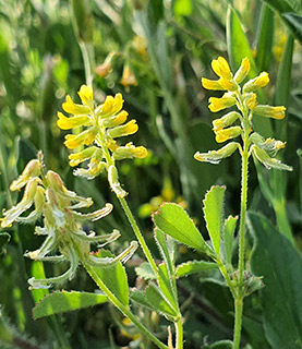 רכבל תחתון חרמון , 4-2021.  צילום: © עירית צוק קובצ'י