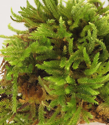 יער ברעם, 3-2021. צילום: © דרור מלמד