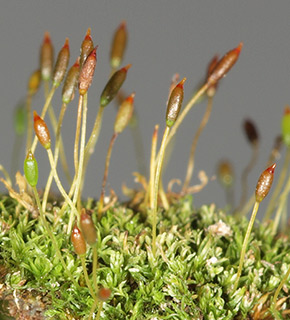 נחל השופט, 04-2021. צילום: © דרור מלמד