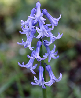 חרשים, 2-2010,  צילום: © שרה גולד