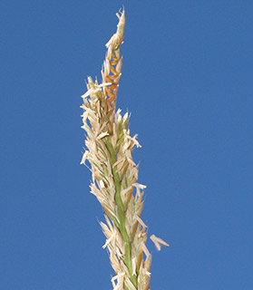 גן המקלט לצמחי השרון בקיבוץ געש, 5-2021. צילום: © דרור מלמד