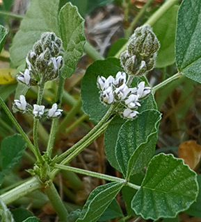 עמק חרוד, 6-2021. צילום: © מרס שמאלי