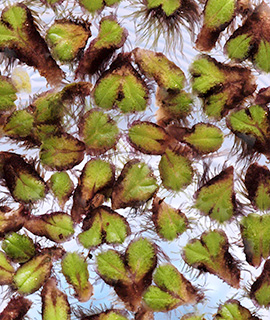 לגונה באזור המג'רסה והזאכי, 6-2021. צילום: © דרור מלמד