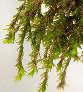 מפלון בבניאס, 1-2022. צילום: © דרור מלמד