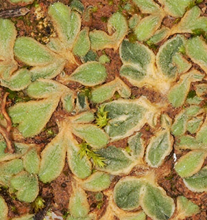 נחל מכוך - צפון מדבר יהודה, 3-2022. צילום: © דרור מלמד