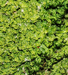 יער אודם , 3-2022. צילום: © דרור מלמד