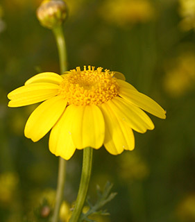 שפלה, 3-2022. צילום: © שרה גולד