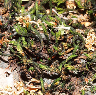 יער אודם, 6-2022. צילום: © דרור מלמד