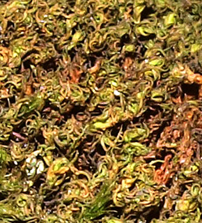 חרמון, 5-2022. צילום: © דרור מלמד