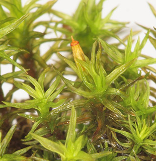 יער אודם, 6-2022. צילום: © דרור מלמד