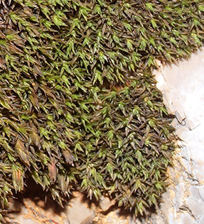 חרמון, 5-2022. צילום: © דרור מלמד