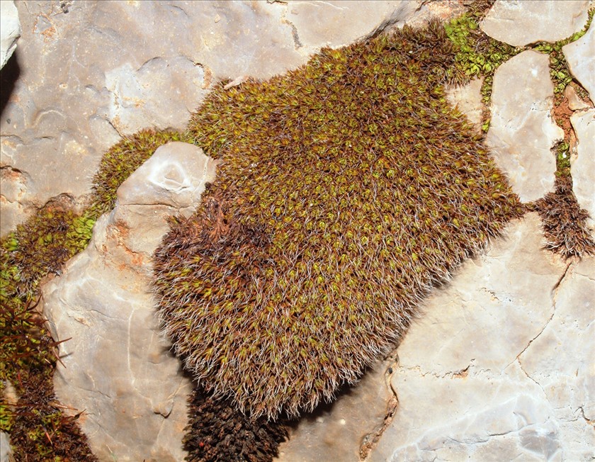מלעני העלים ניכרים במושבה. צילום: דרור מלמד