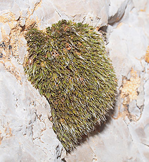 חרמון , 6-2022. צילום: © דרור מלמד