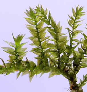 קיבוץ הגושרים, 6-2022. צילום: © דרור מלמד