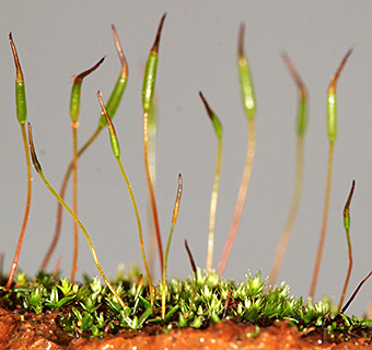 אילנות, 12-2021.  צילום: © דרור מלמד